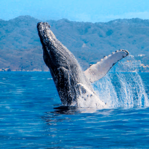 Avistamiento de Ballenas: Gigantes del Pacífico
